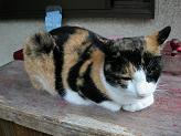三毛猫・店番（大分県） from https://www.ryu-work.com/cocoro/sozai/category/animal007.html